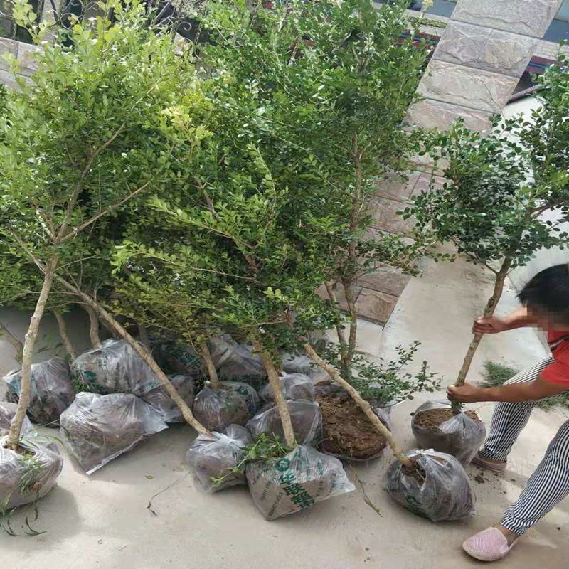 黄杨独杆黄杨庭院阳台种植室内种植量大从优