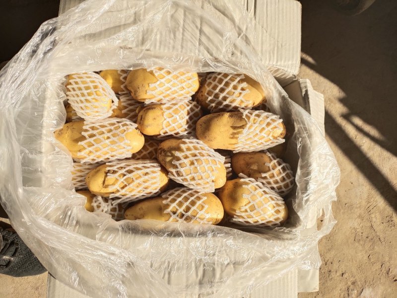 山东肥城大棚荷兰十五土豆，冷库土豆产地直供，全年全国有货