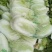 【优质菜】品质好价格低河南商丘大白菜，净菜，毛菜产地直供