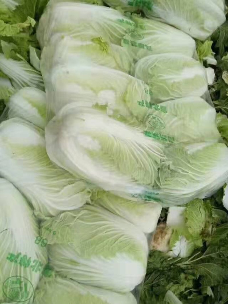 【优质菜】品质好价格低河南商丘大白菜，净菜，毛菜产地直供