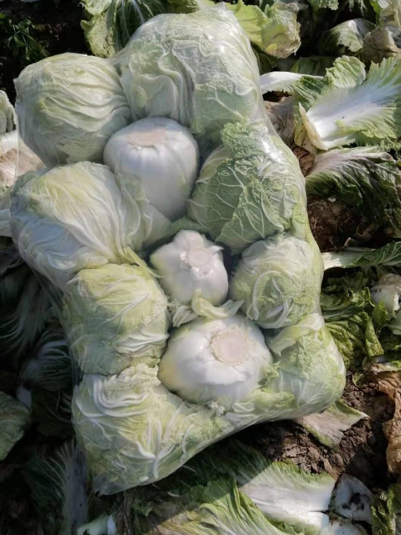 【优质菜】品质好价格低河南商丘大白菜，净菜，毛菜产地直供