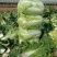 【优质菜】品质好价格低河南商丘大白菜，净菜，毛菜产地直供