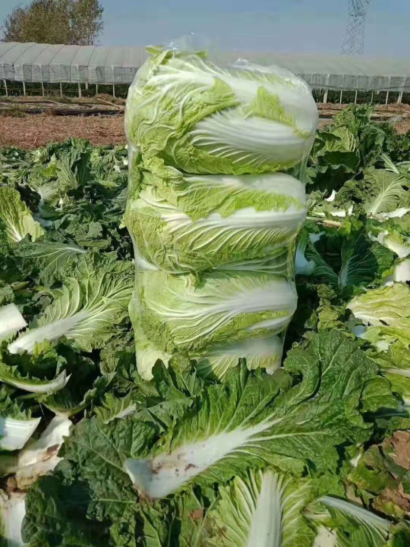 【优质菜】品质好价格低河南商丘大白菜，净菜，毛菜产地直供