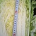【优质菜】品质好价格低河南商丘大白菜，净菜，毛菜产地直供