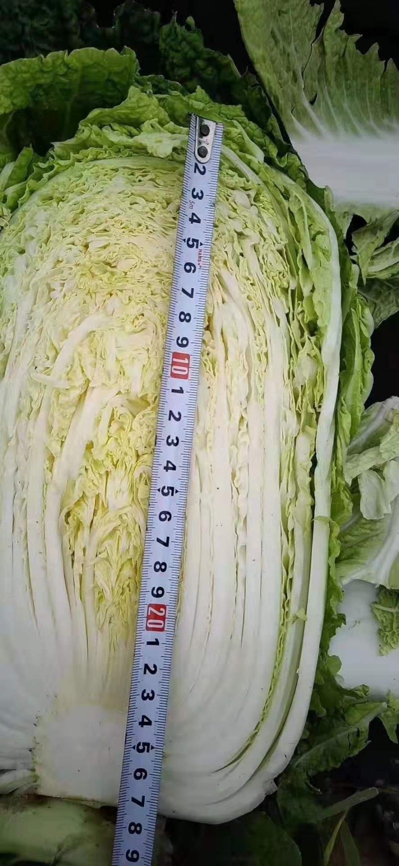 【优质菜】品质好价格低河南商丘大白菜，净菜，毛菜产地直供