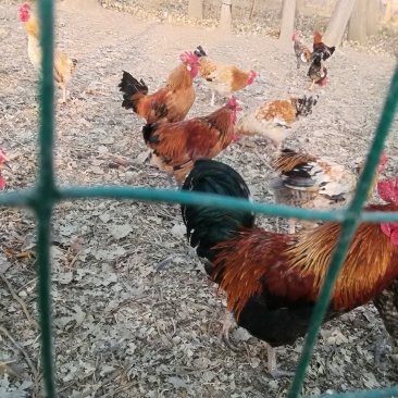 花柴土鸡