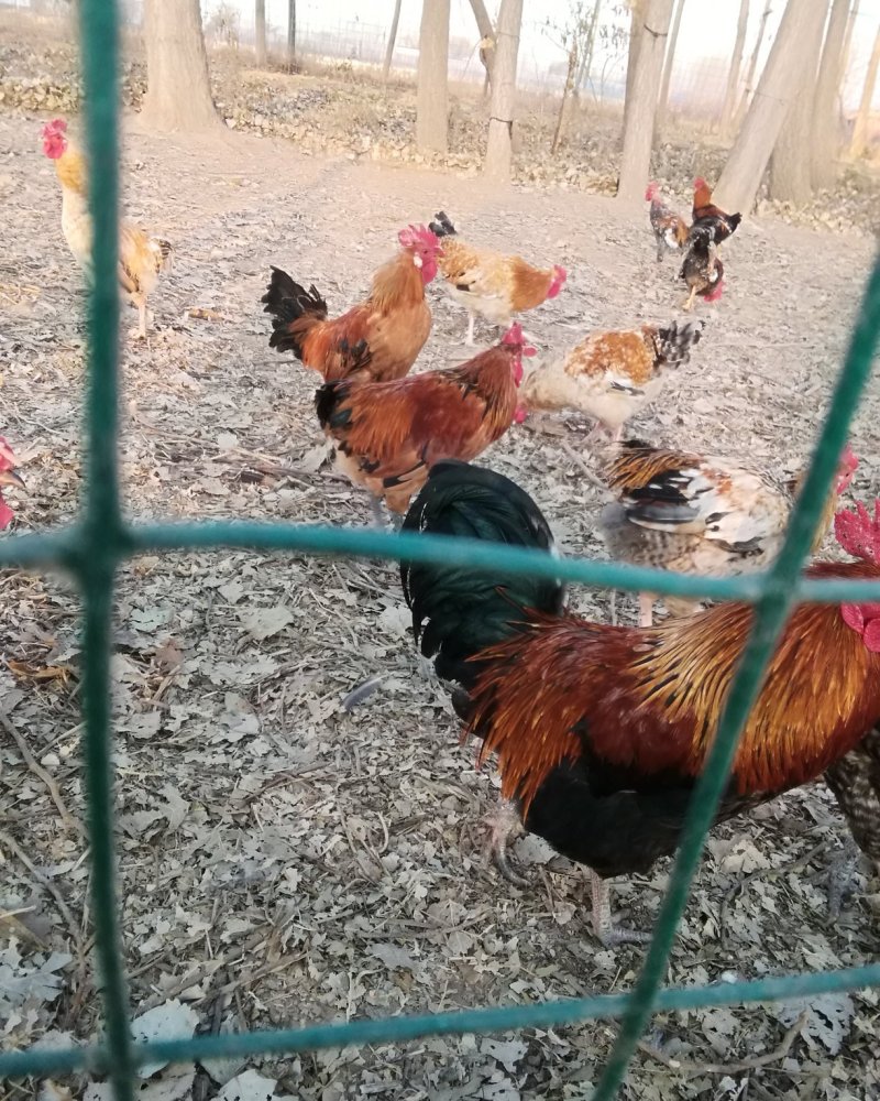 花柴土鸡