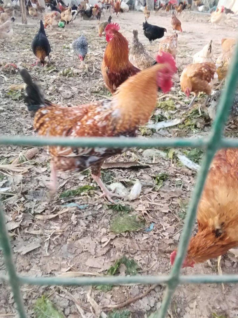 花柴土鸡