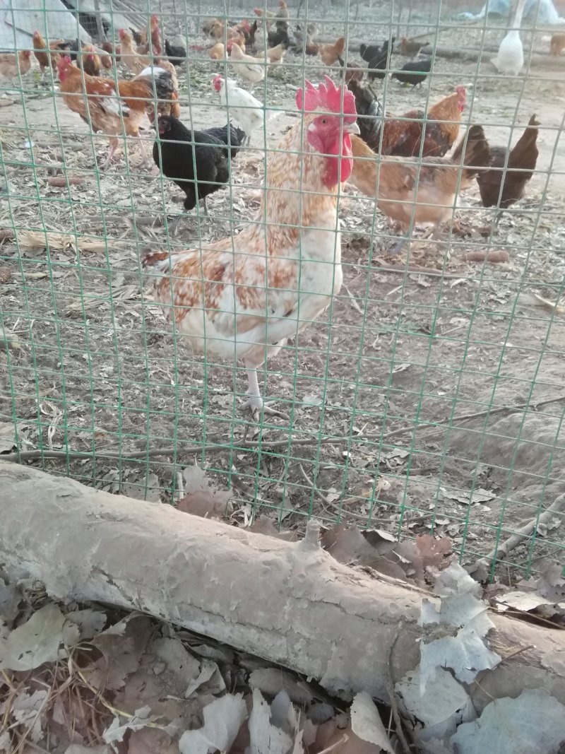 花柴土鸡