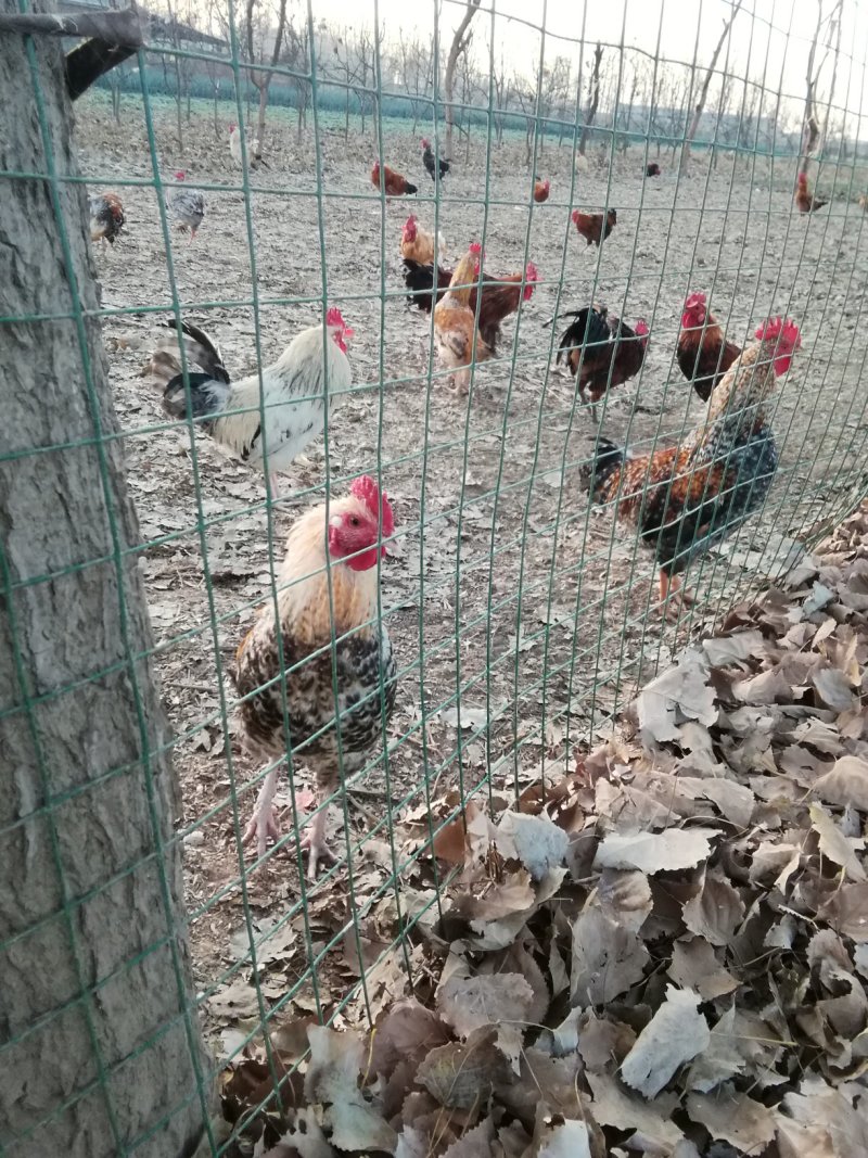 花柴土鸡