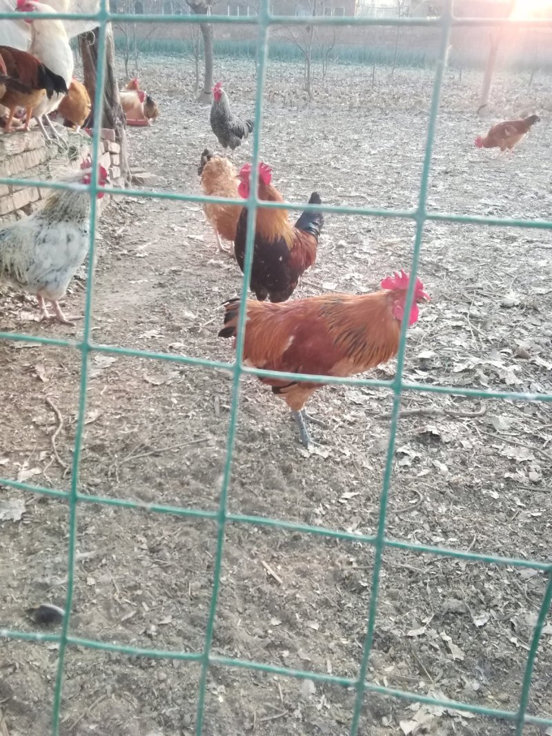 花柴土鸡