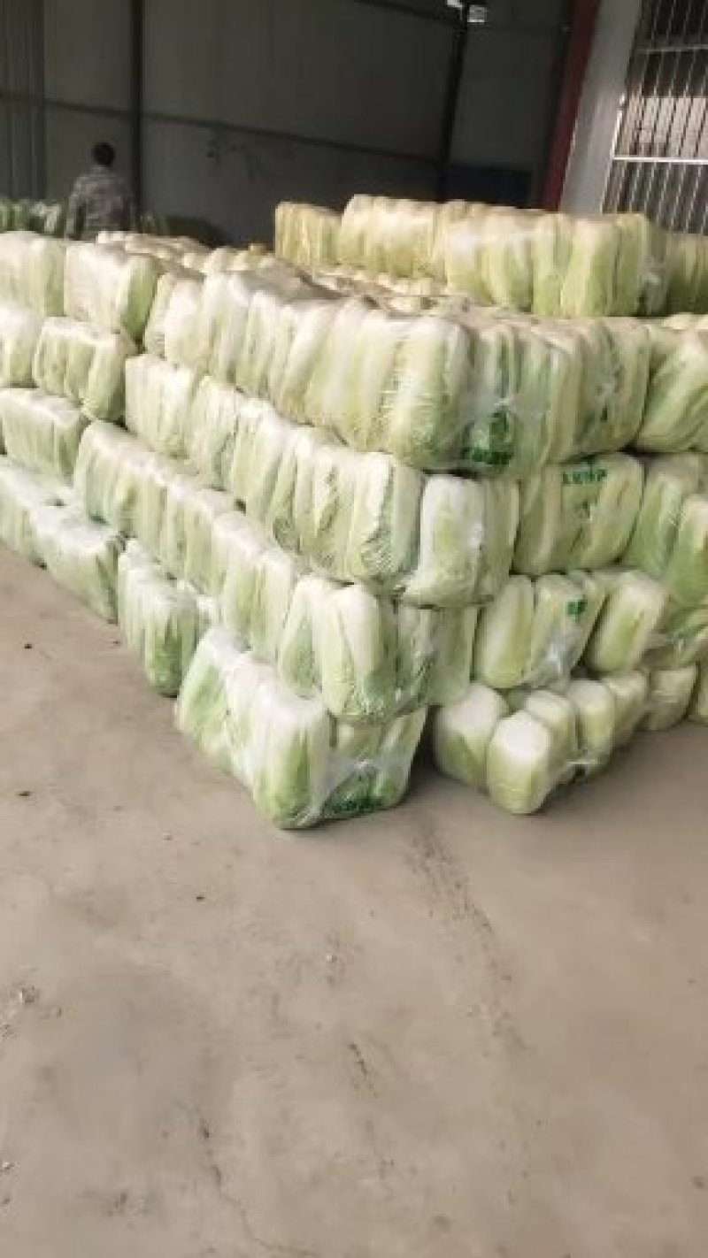 产地大量供应山东肥城北京新三号大白菜，全国发货！