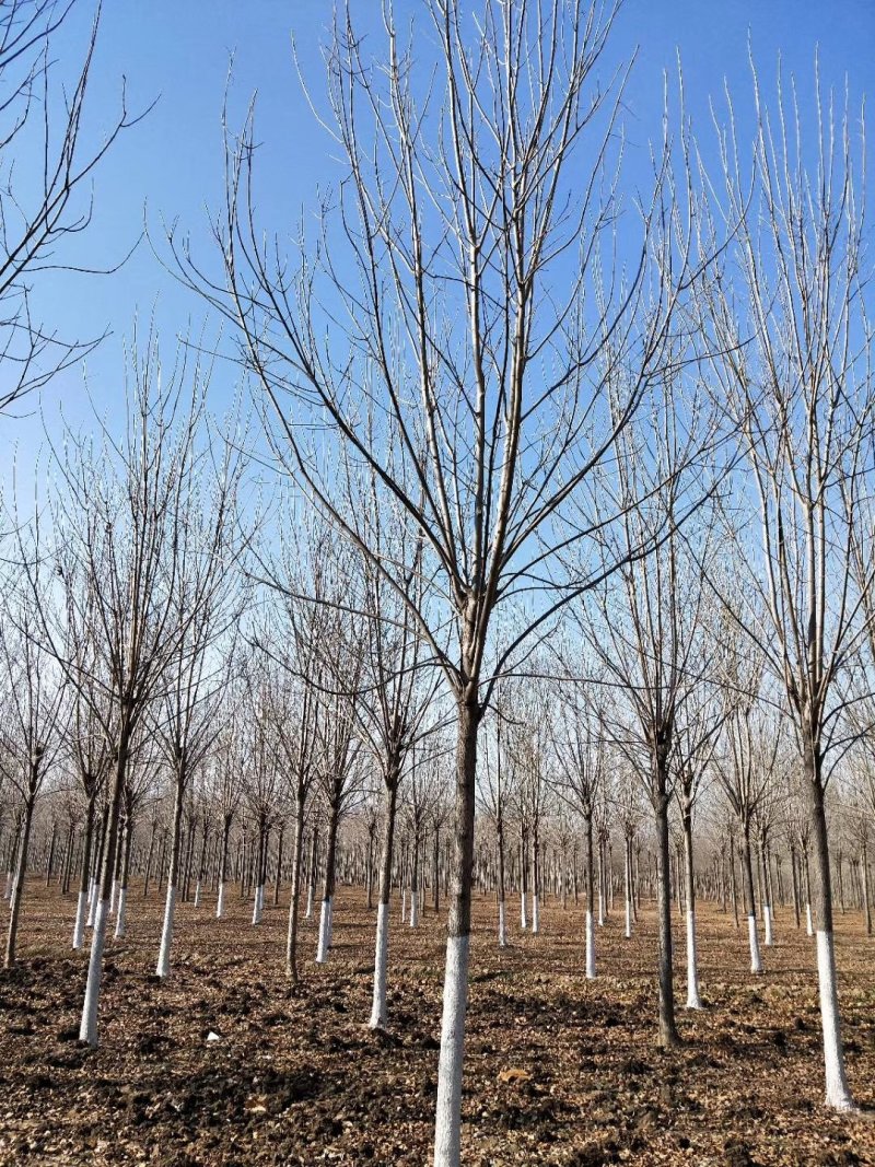 白蜡树，原生白蜡，老白蜡2-10公分货源充足，价格便宜