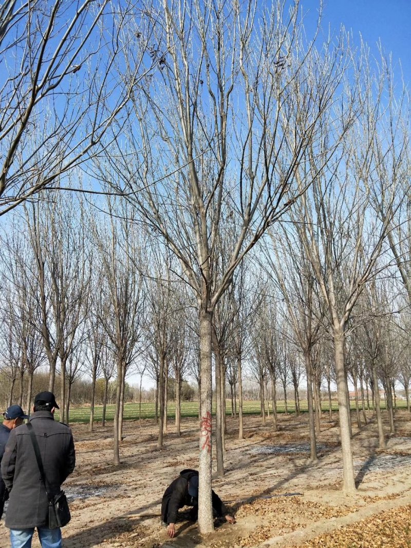 白蜡树，原生白蜡，老白蜡2-10公分货源充足，价格便宜
