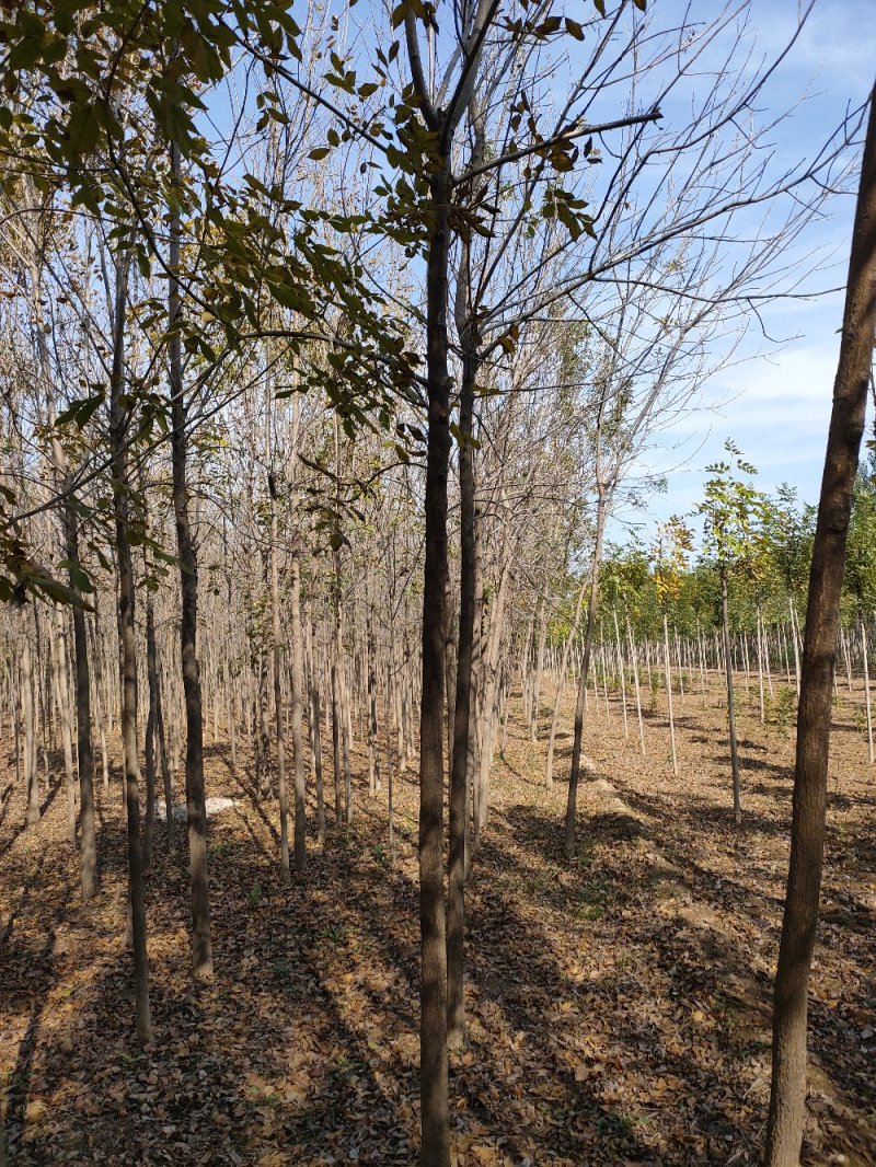 白蜡树，原生白蜡，老白蜡2-10公分货源充足，价格便宜