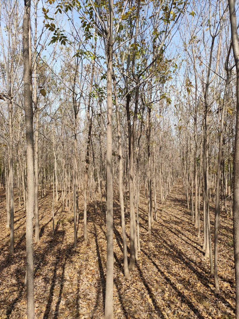 白蜡树，原生白蜡，老白蜡2-10公分货源充足，价格便宜