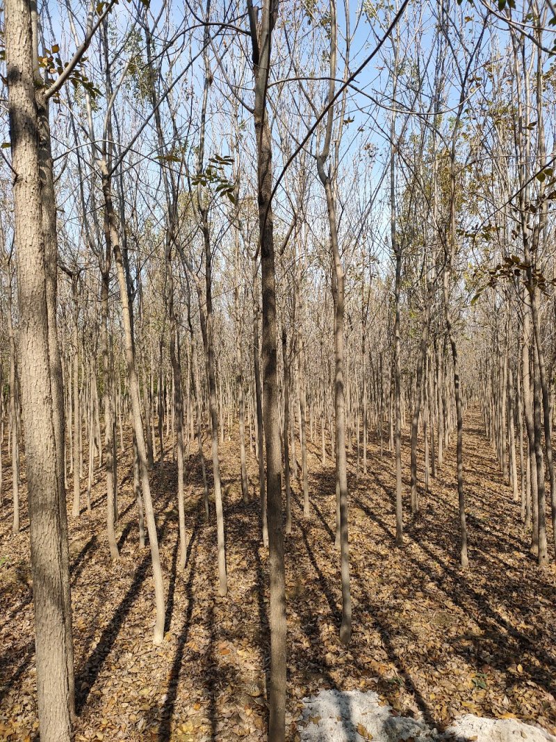 白蜡树，原生白蜡，老白蜡2-10公分货源充足，价格便宜