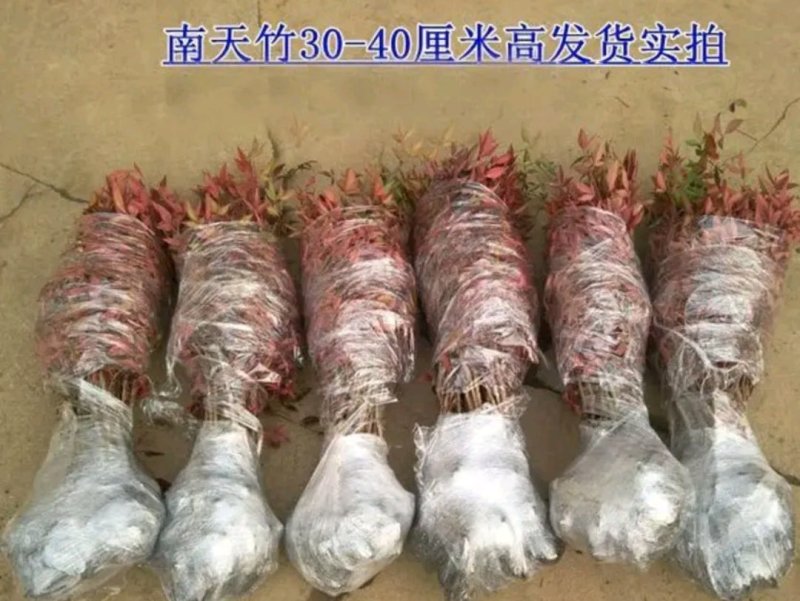 南天竹耐寒能力强成活率高一年四季不落叶欢迎够买