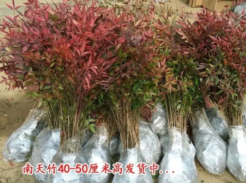 南天竹耐寒能力强成活率高一年四季不落叶欢迎够买