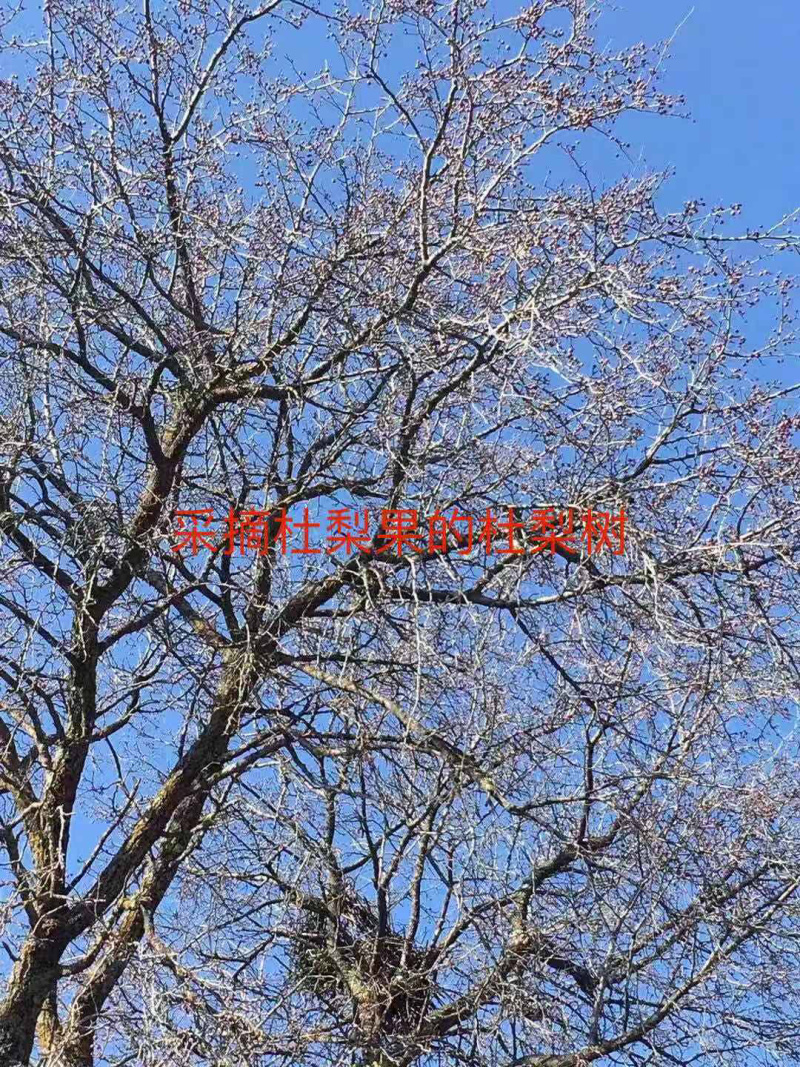 杜梨种子新下来的，发芽率高，春季供沙藏好的