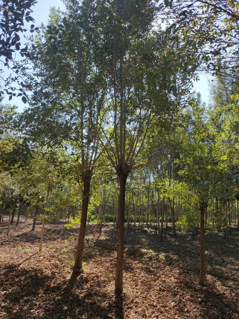 白蜡12-20公分，原生大冠，树行议价，白蜡之乡
