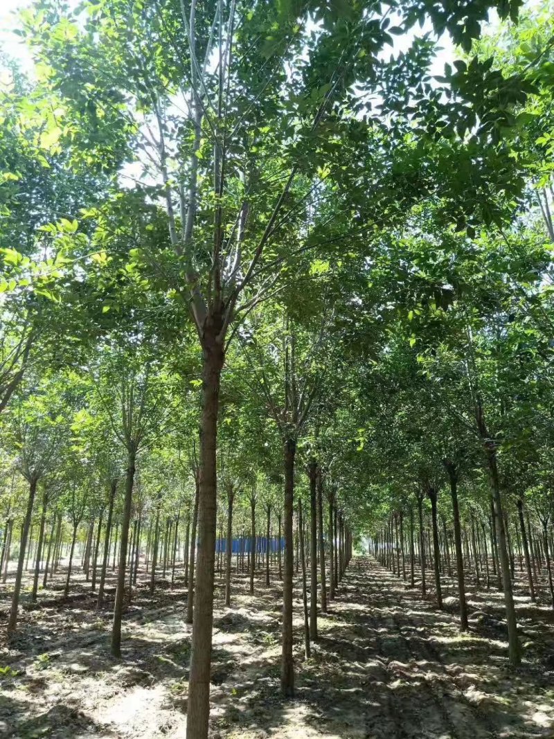 白蜡12-20公分，原生大冠，树行议价，白蜡之乡