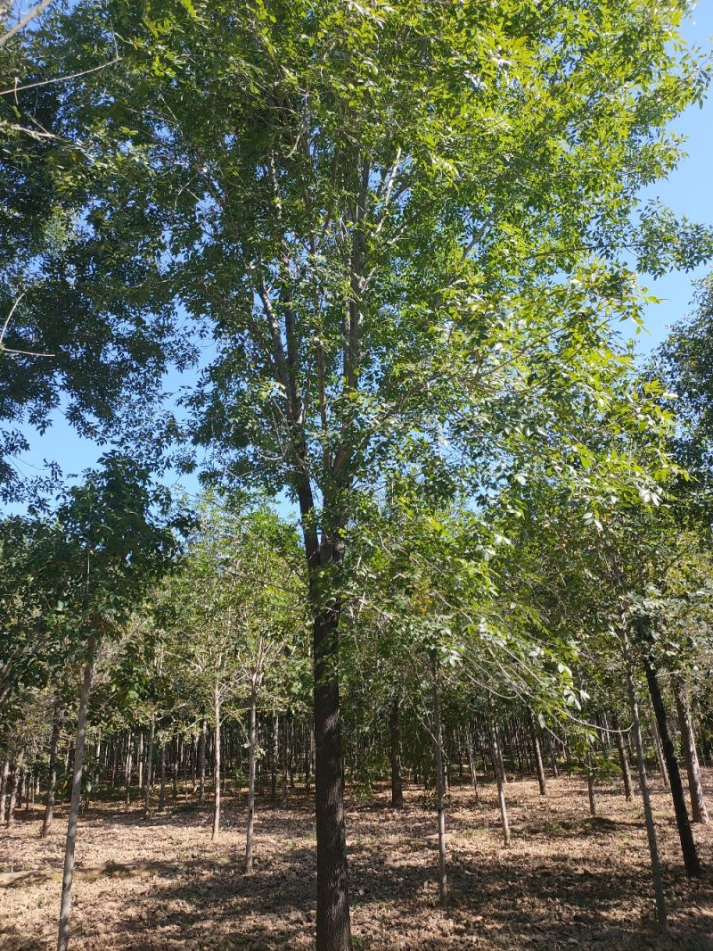 白蜡12-20公分，原生大冠，树行议价，白蜡之乡