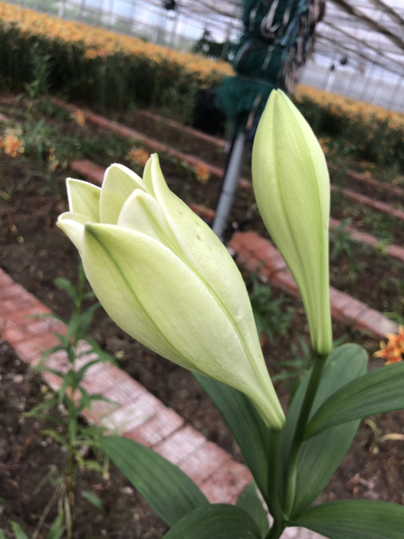麝香百合铁跑百合花种球是一款完全直立的切花品种。优雅