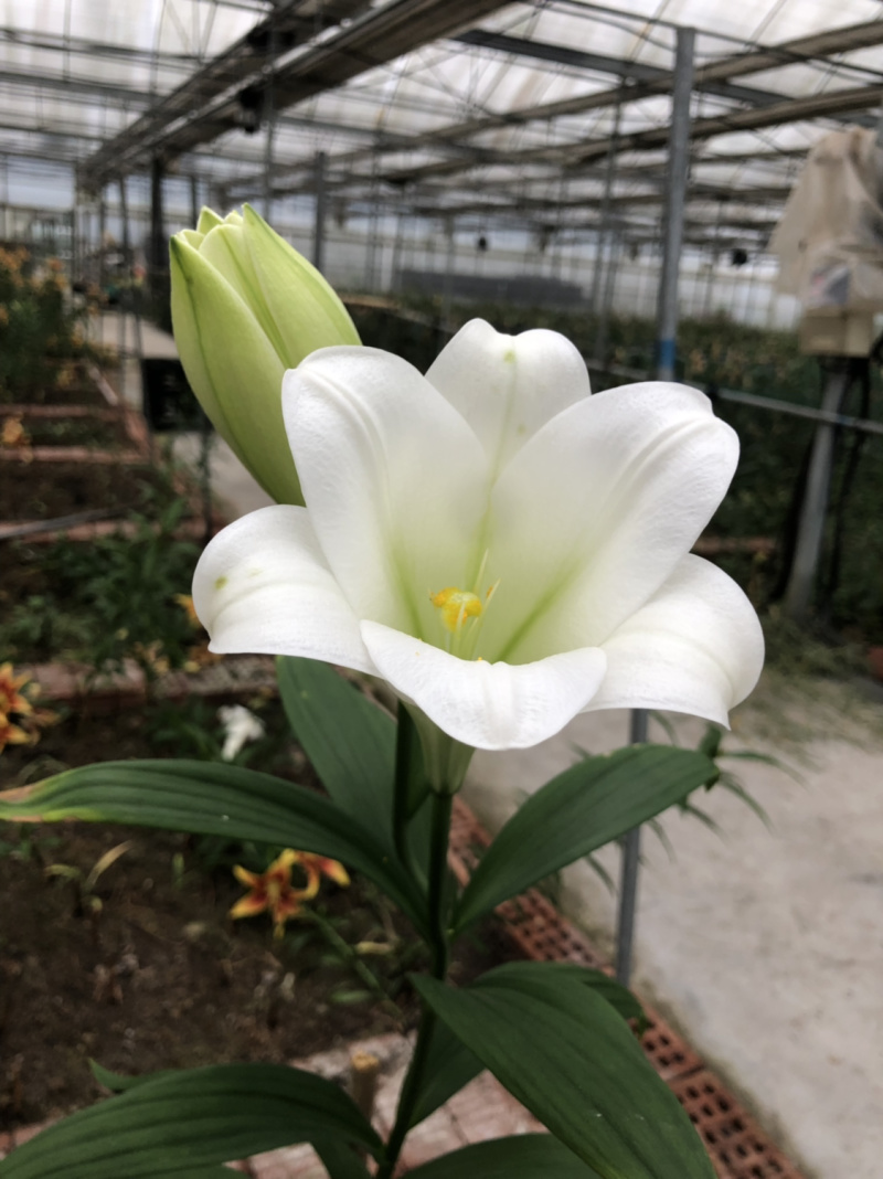 麝香百合铁跑百合花种球是一款完全直立的切花品种。优雅