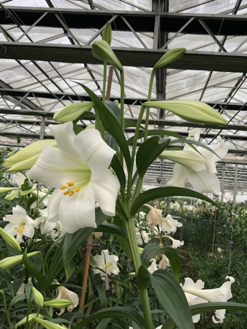 麝香百合铁跑百合花种球是一款完全直立的切花品种。优雅