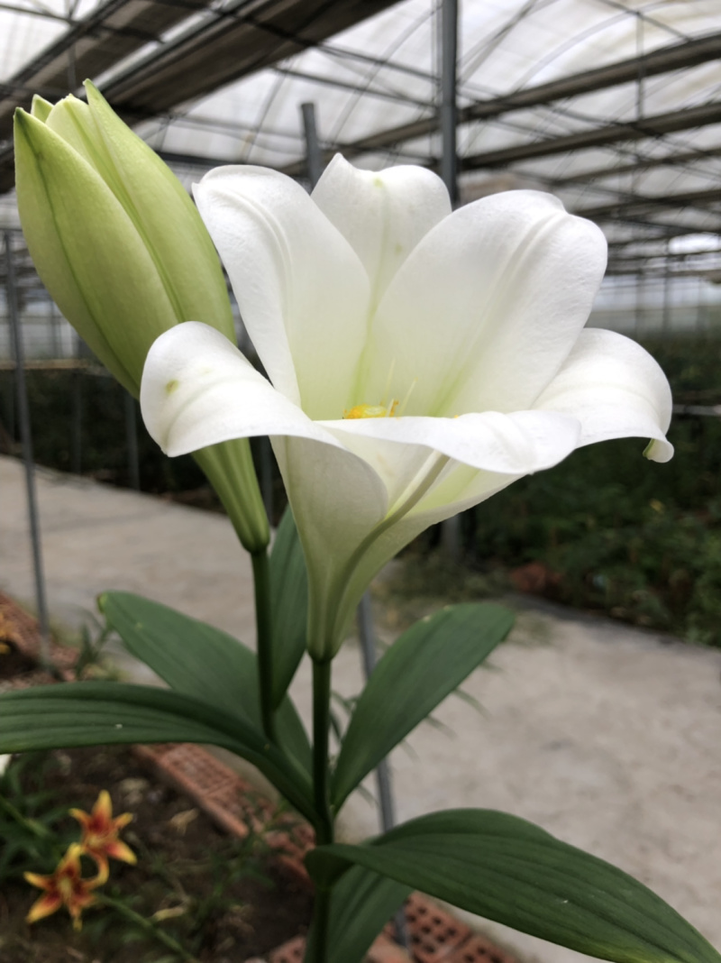 麝香百合铁跑百合花种球是一款完全直立的切花品种。优雅