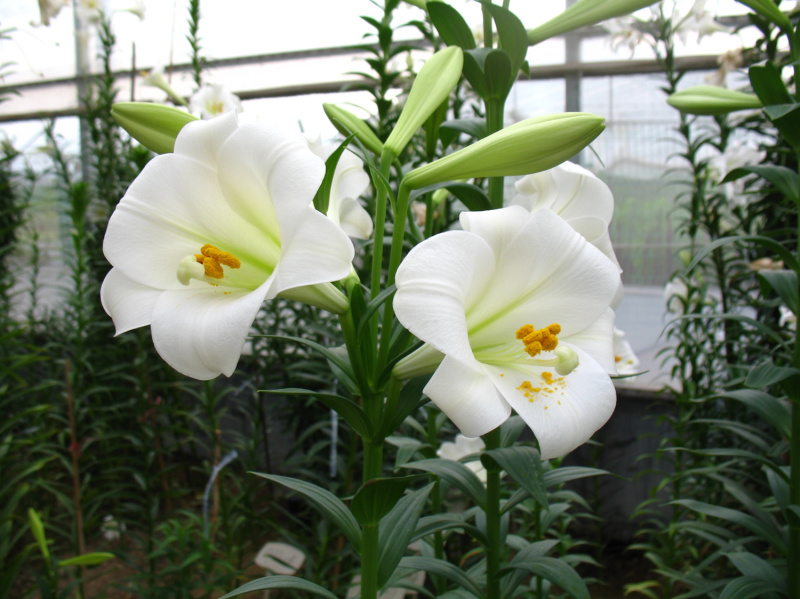 麝香百合铁跑百合花种球是一款完全直立的切花品种。优雅