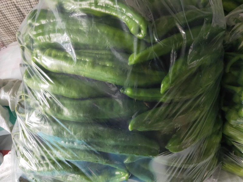 尖椒绿皮.刚下来.质量好