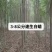白蜡，速生白蜡2公分3公分4公分6公分8公分9公分一级树