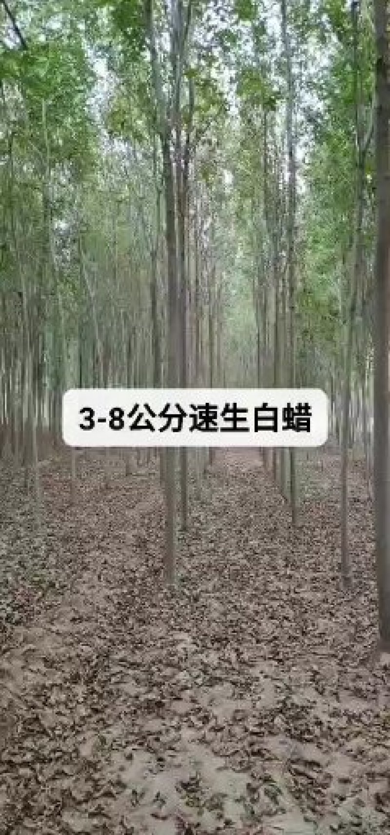 白蜡，速生白蜡2公分3公分4公分6公分8公分9公分一级树
