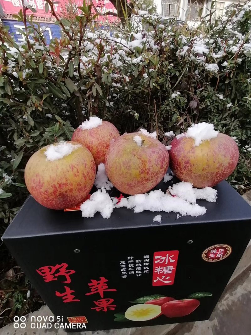 【冰糖心苹果】云南昭通冰糖心丑苹果糖分足甜度高口感脆甜耐运输