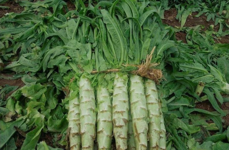 莴笋，产地直销，质量好，价格便宜，超市，食堂直供