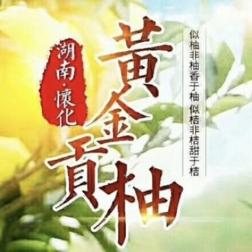 黄金贡柚
