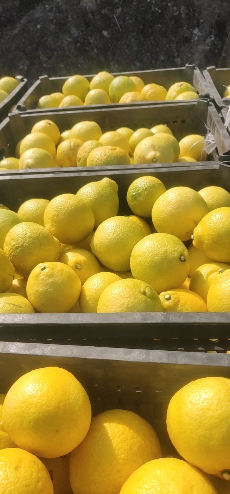 黄金贡柚
