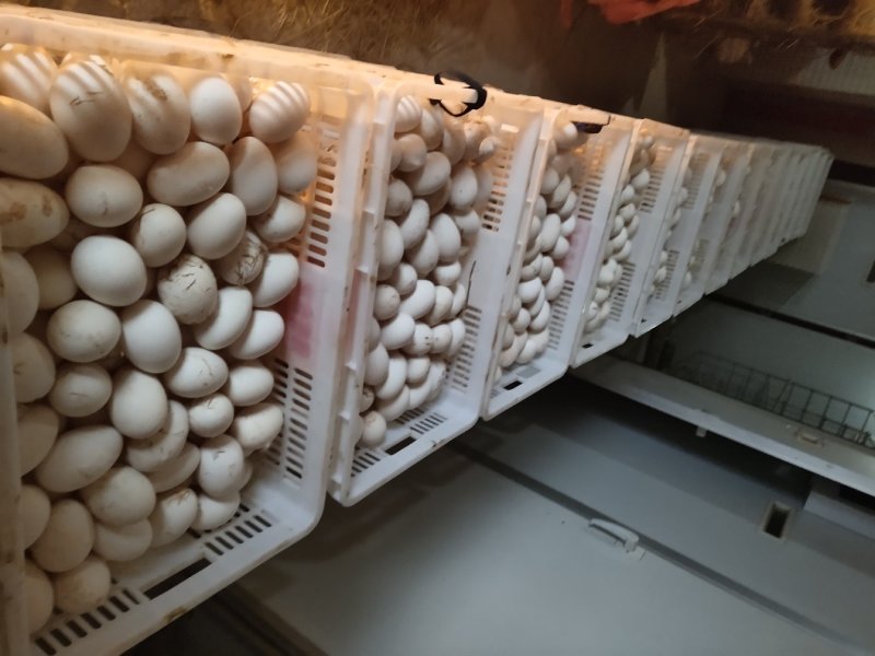 （成活率高）大品种鹅苗大三花优质鹅苗孵化场供货一手货源