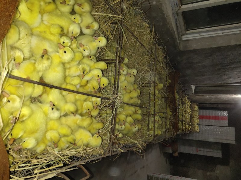 （成活率高）大品种鹅苗大三花优质鹅苗孵化场供货一手货源