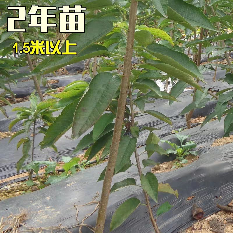 俄罗斯8樱桃树苗车厘子樱桃美早大樱桃苗基地直销
