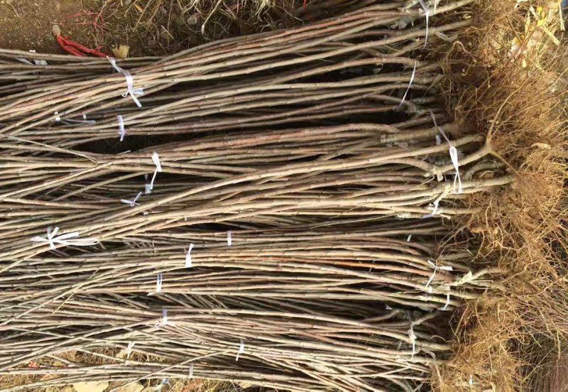 俄罗斯8樱桃树苗车厘子樱桃美早大樱桃苗基地直销