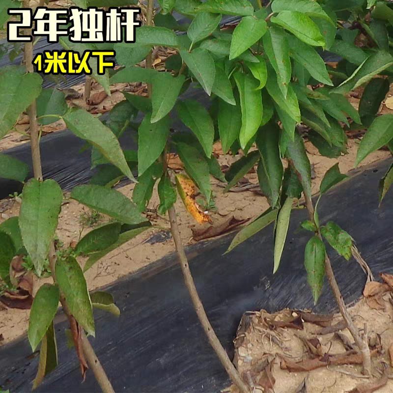 俄罗斯8樱桃树苗车厘子樱桃美早大樱桃苗基地直销