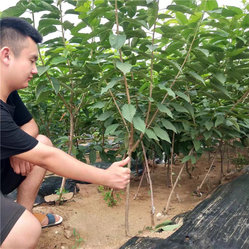 俄罗斯8樱桃树苗车厘子樱桃美早大樱桃苗基地直销