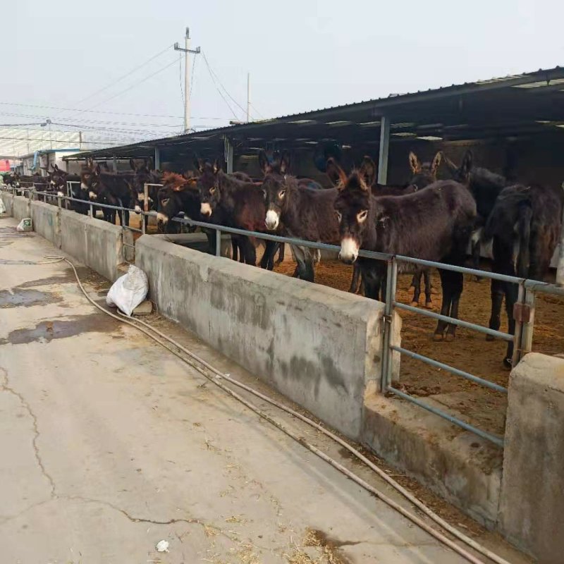 大量供应德州驴小肉驴苗常年有货免费提供养殖技术质料