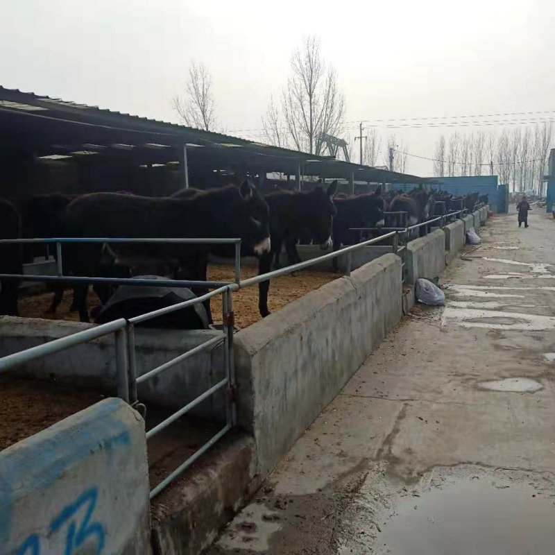 大量供应德州驴小肉驴苗常年有货免费提供养殖技术质料