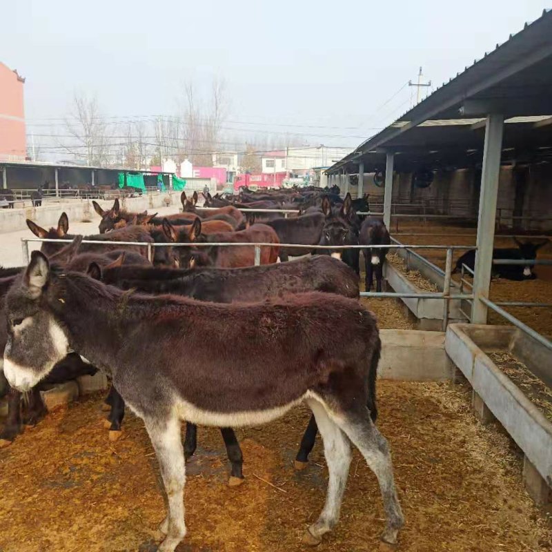 大量供应德州驴小肉驴苗常年有货免费提供养殖技术质料