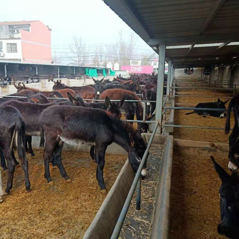 大量供应德州驴小肉驴苗常年有货免费提供养殖技术质料