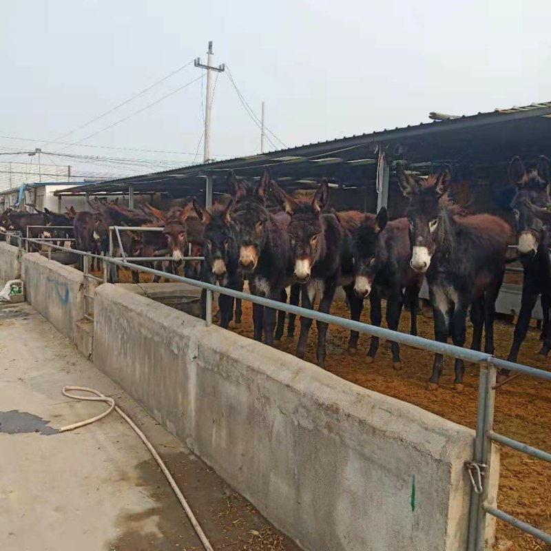 大量供应德州驴小肉驴苗常年有货免费提供养殖技术质料